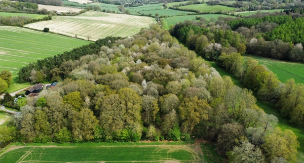 Hampden Bottom Wood