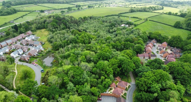 Rowland's Castle Wood