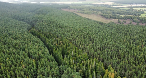 Plot 18 Baddengorm Wood