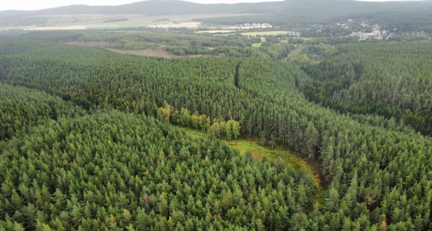 Plot 13 Baddengorm Wood