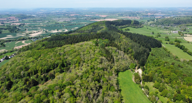 Fownhope Park Woodland