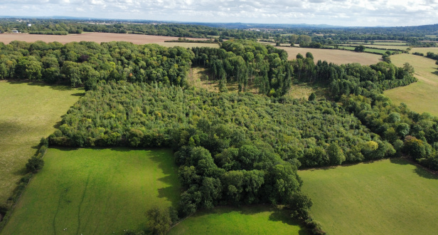 Hallstyle Plantation and Oxenbold Coppice