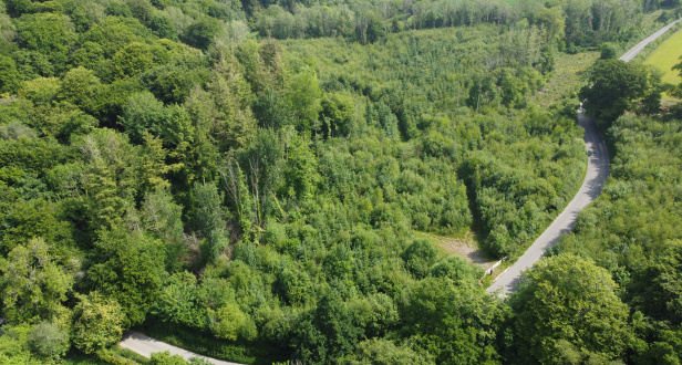 The Grove and Clay Park Woods